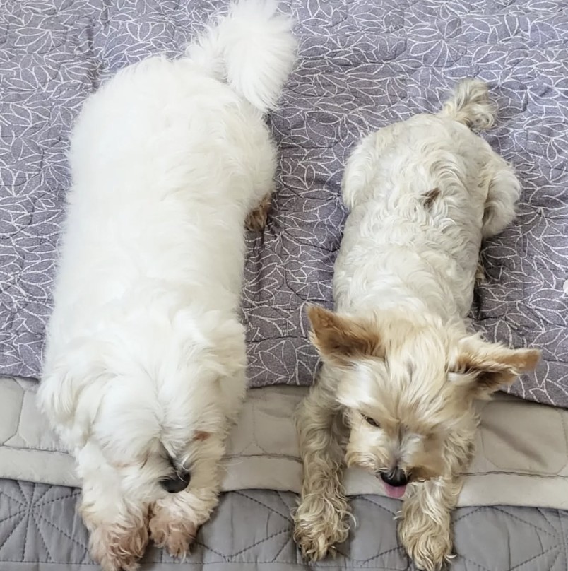 사회성 기르는 강아지