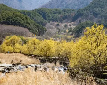 구례 산수유축제_3