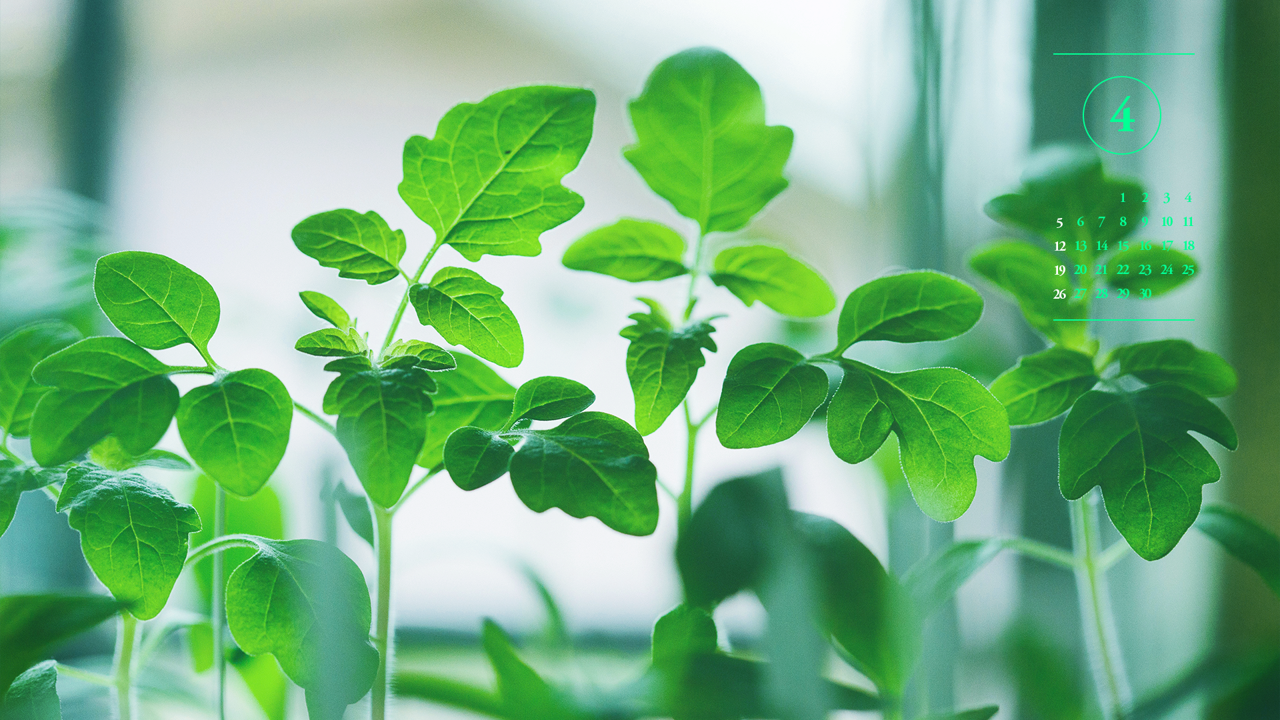 08 초록 풀잎 A - 2026년4월 달력배경화면