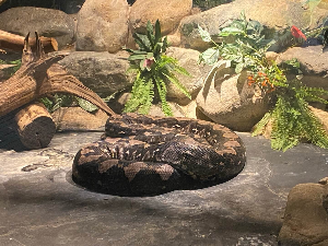 서울대공원 그물무늬 왕뱀