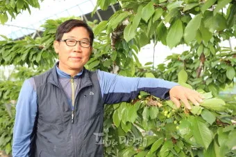 체리 재배 수분수 선택 전정 시기 열매 갈라짐 예방_9