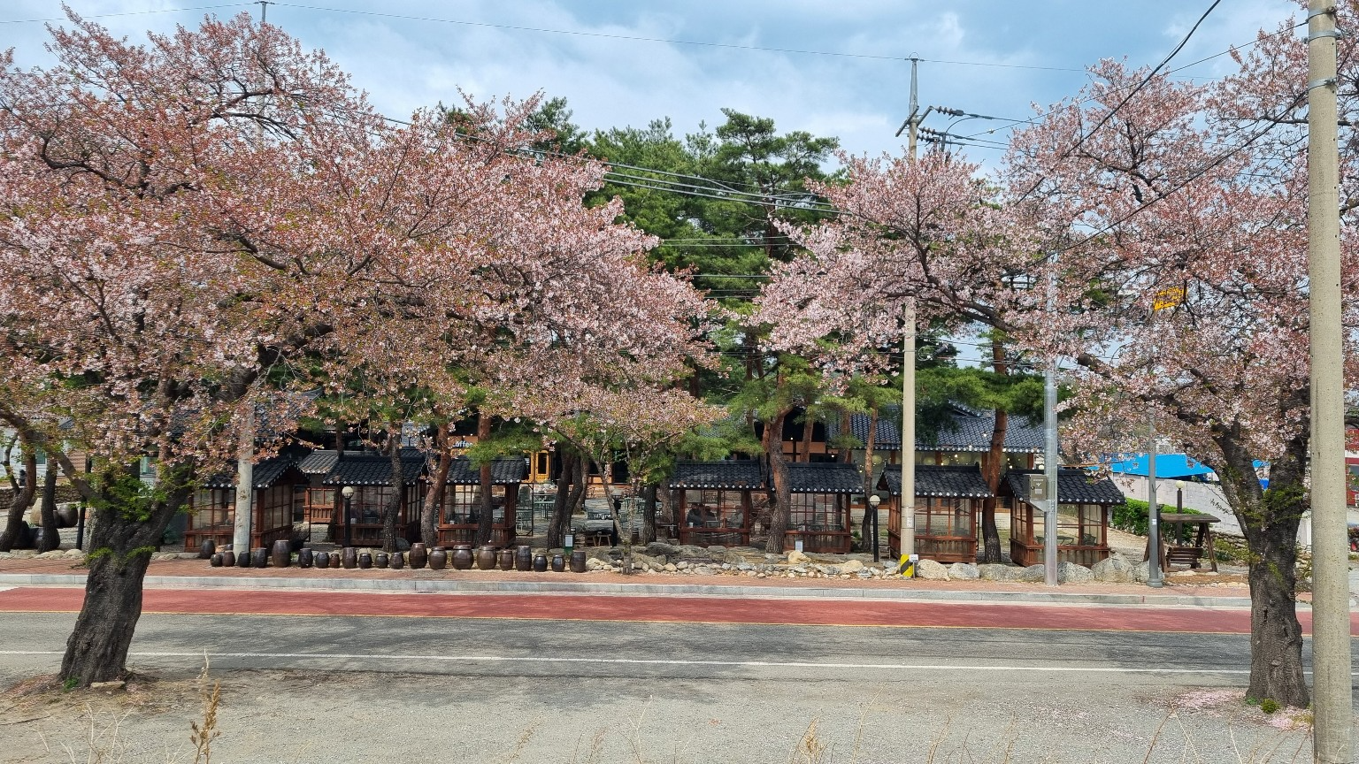 설악산로 카페 길 건너편 벚꽃 전경