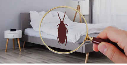 대구호텔 진드기 호텔대처 미흡, 도대체 어느 호텔