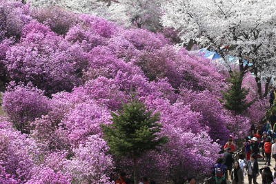 부천-원미산-진달래축제