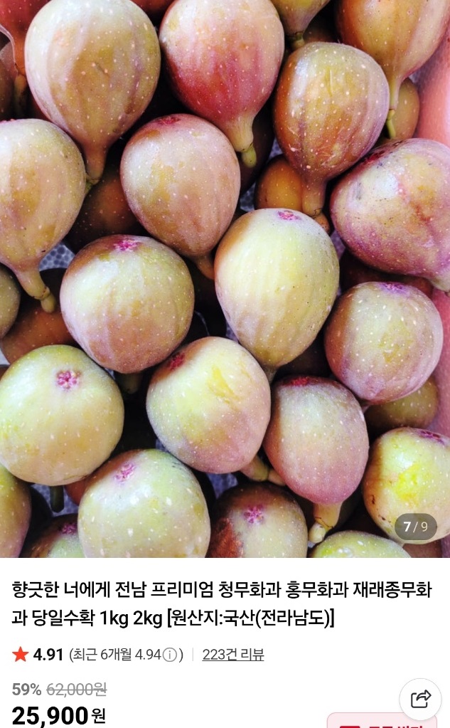 영암-재래종-무화과-천안기-