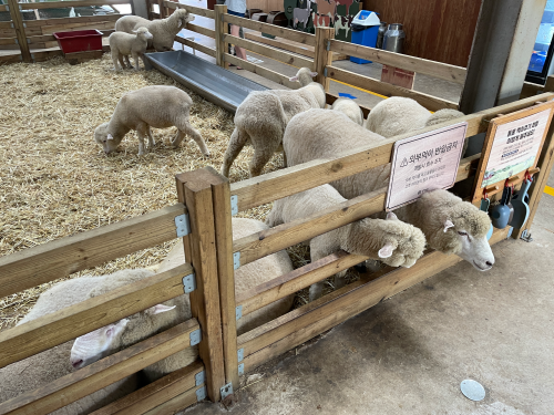 전북 고창 숙박 상하농원 파머스 빌리지 패밀리룸 조식