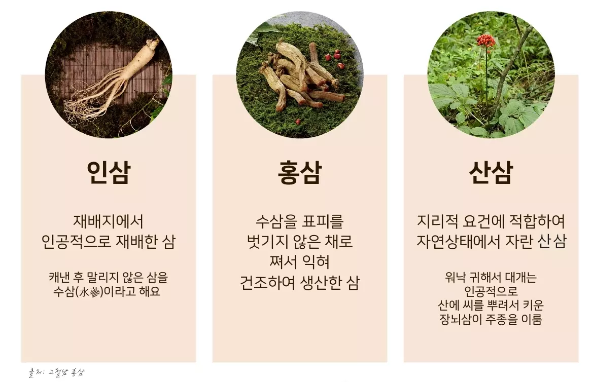 홍삼(Ginseng)