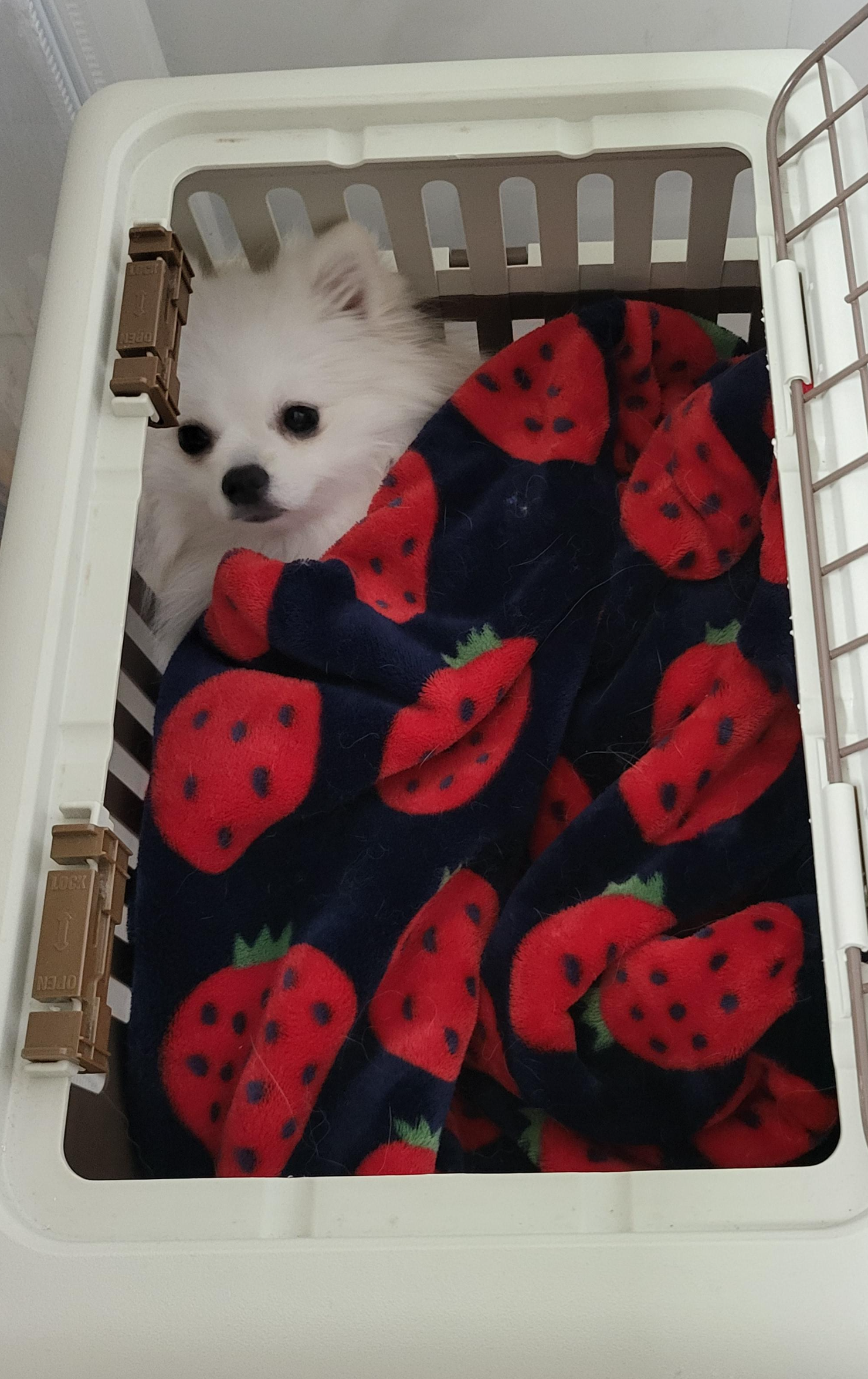 켄넬에 혼자 있는 하콩