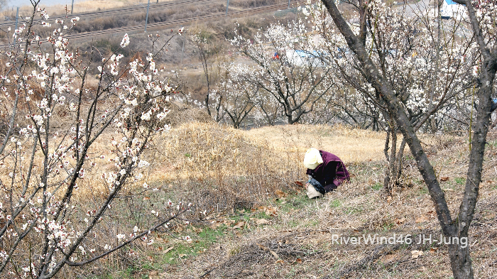 낙동강30리벚꽃축제