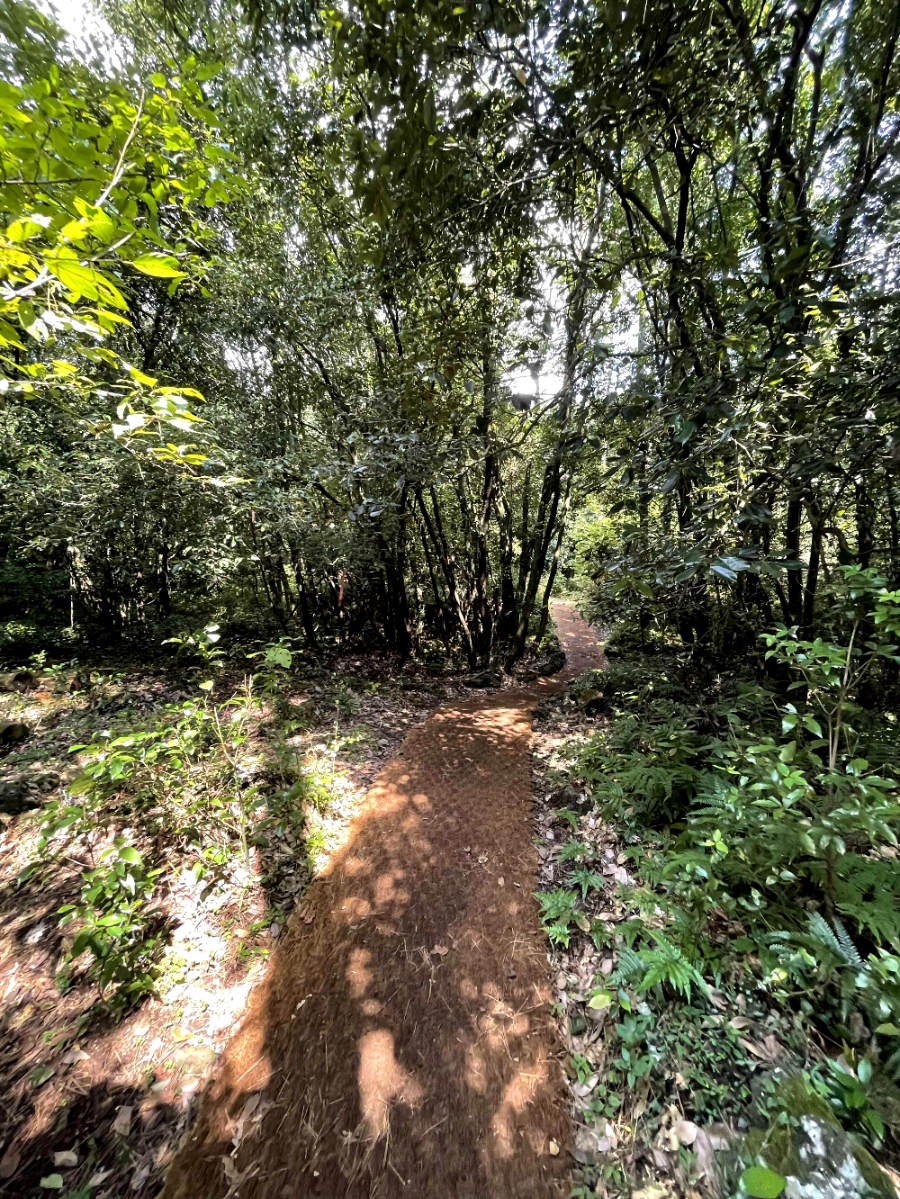 제주 곶자왈 도립공원 산책길