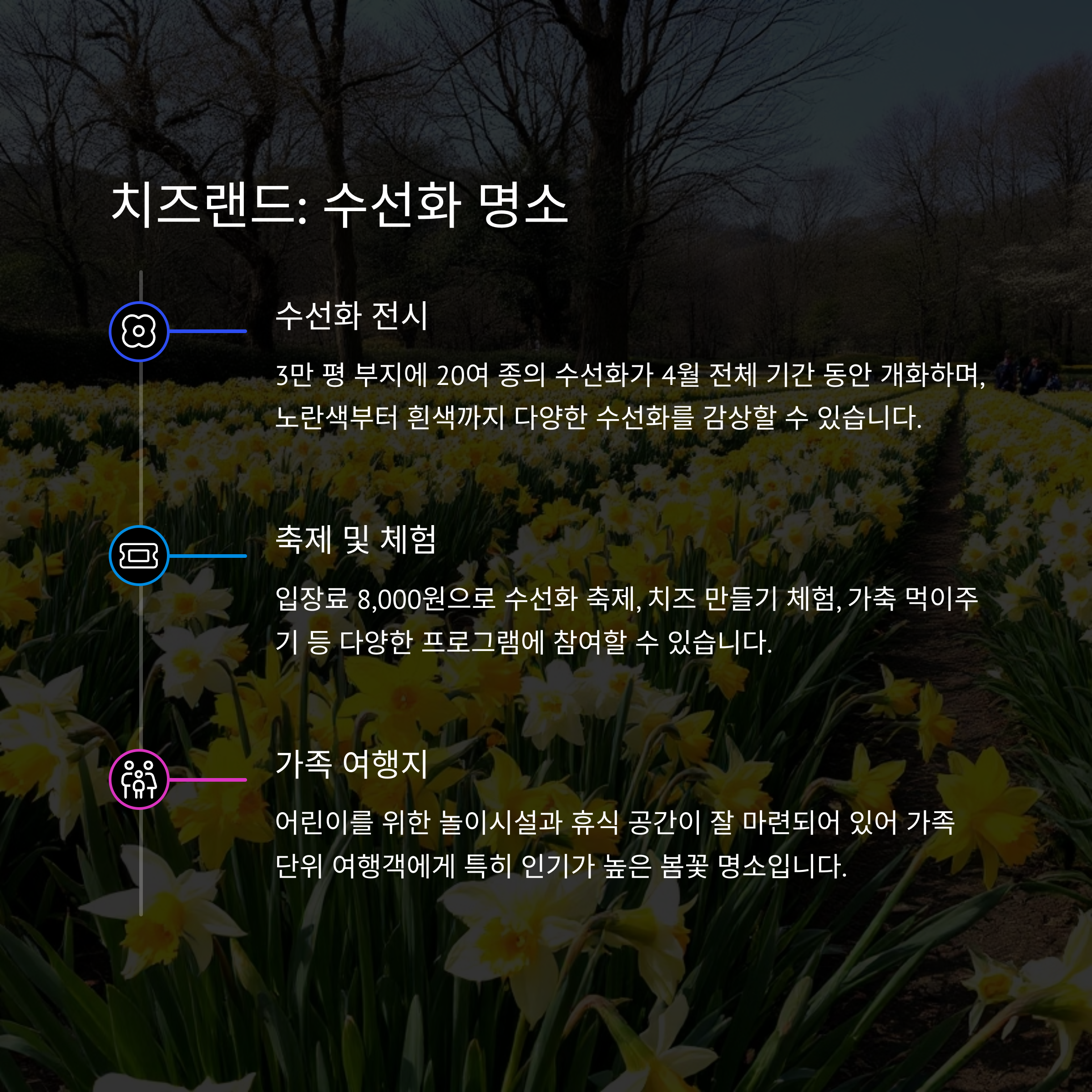 봄꽃여행 어디로 갈까? 벚꽃, 매화, 수선화 명소 완벽 가이드