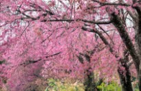 경주-벚꽃-개화시기-8