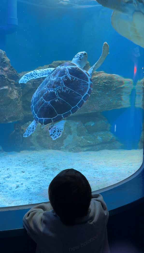 여수아쿠아플라넷-바다거북