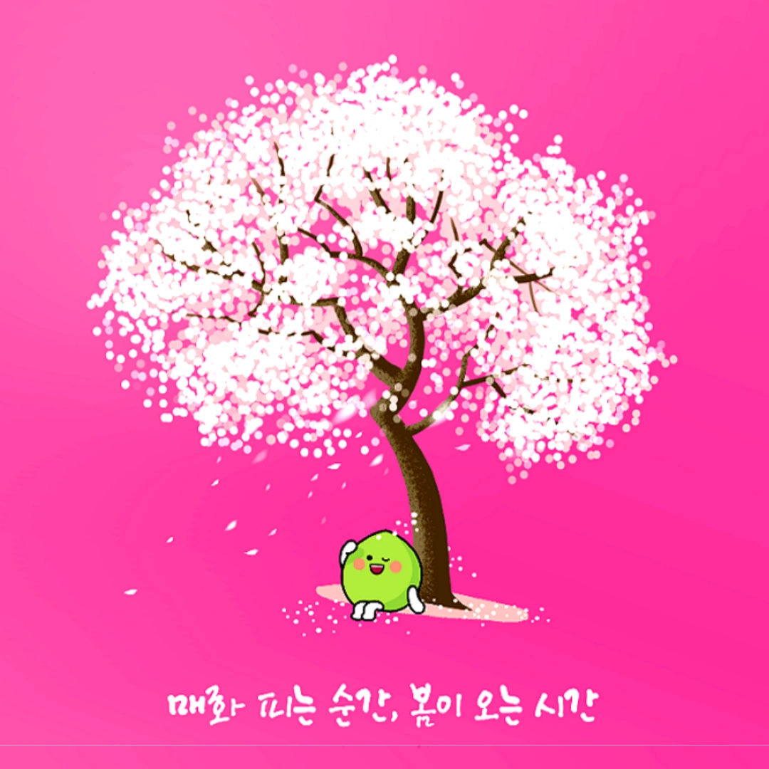 광양-매화축제-개화상황-실시간