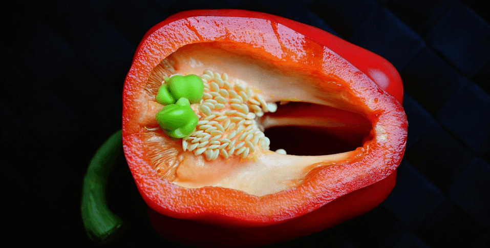 파프리카 사진 - 1