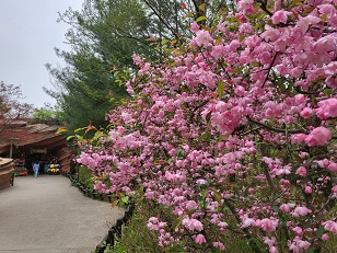 에버랜드 스마트줄서기