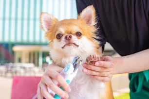 강아지 발톱깎는 모습/출처:어도비스톡