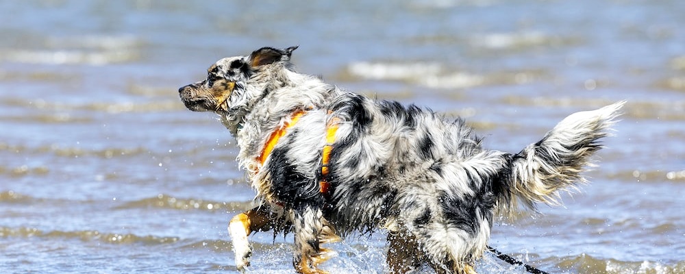 강아지 광견병 증상 7
