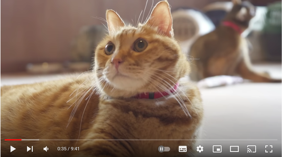 도시를 떠나 제주도 시골집으로 왔어요 🏝️ | 고양이 8마리 데리고 이사... | 베베집사 제주살이 vlog