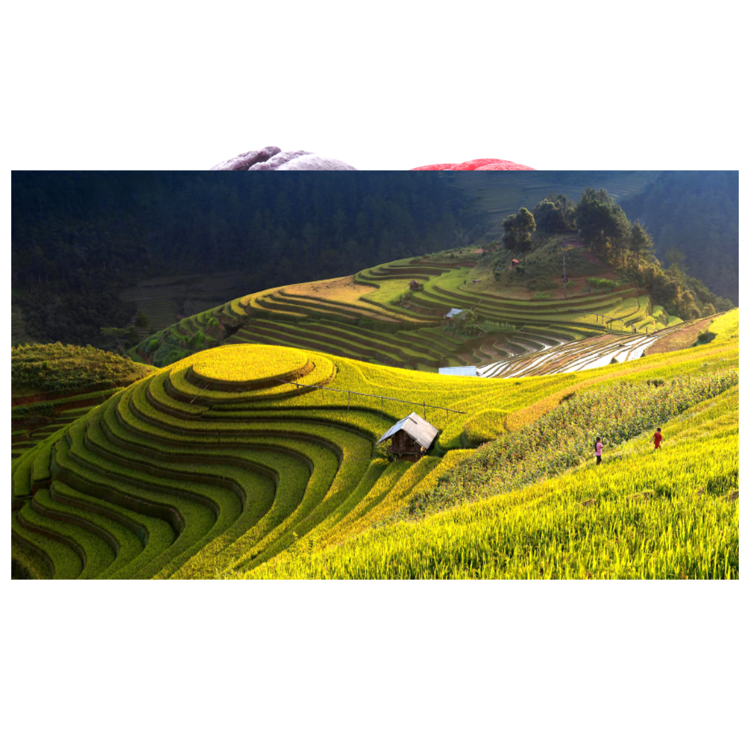 우엉차와 관련된 사진입니다.