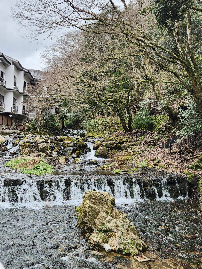 작은 계곡의 풍경, 나무가 울창하고 물이 흐르고 있다. 시원해보인다.