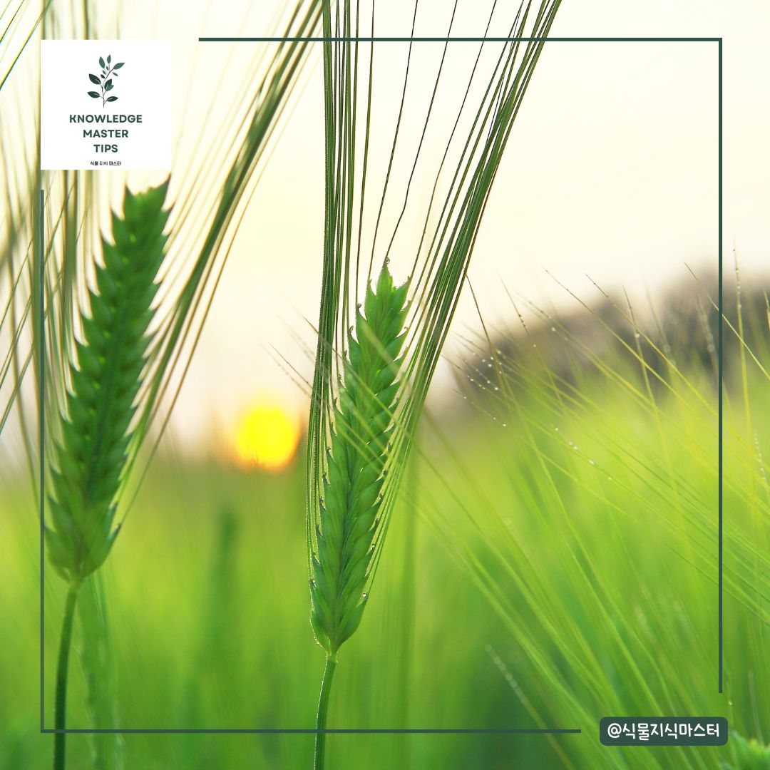 11월에 심는 작물 - 보리와 밀