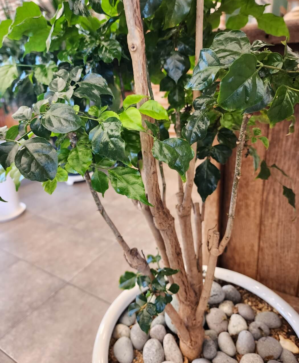 녹보수의 목대줄기는 세로라고 볼 수 있습니다.