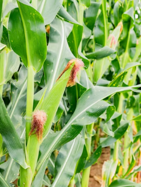 2026 온라인 농축산물 할인 클릭 몇 번으로 20% 더 싸게 장보는 법