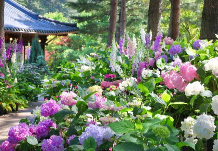 아침고요 수국 전시회