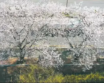 안동 벚꽃축제_18