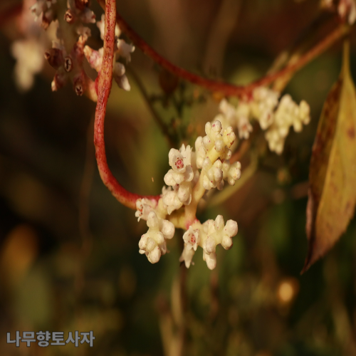 토사자