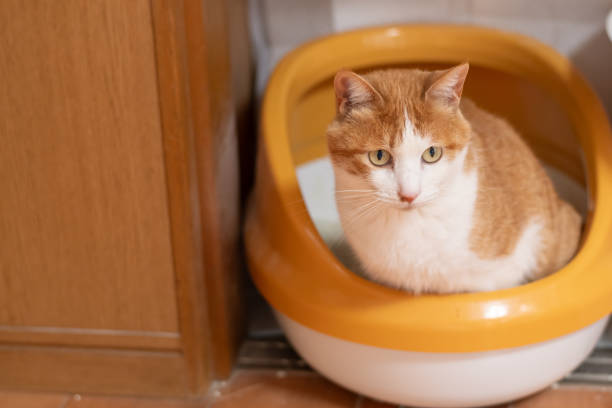고양이 크기별 자동 화장실 선택법