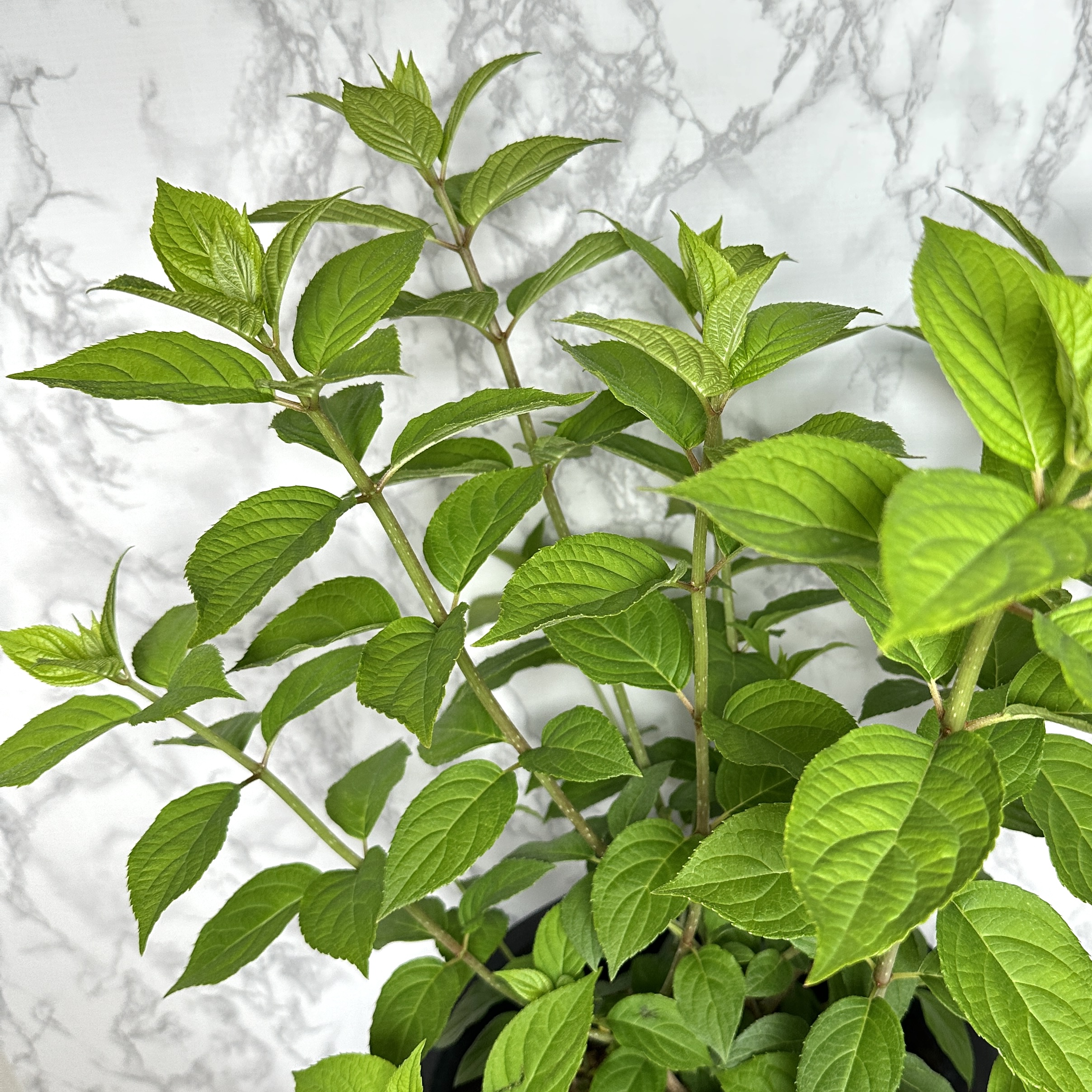 라임라이트 수국 키우기 목수국