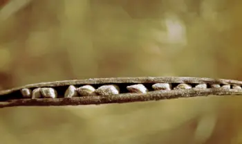 결명자차 효능과 영양성분, 주의점