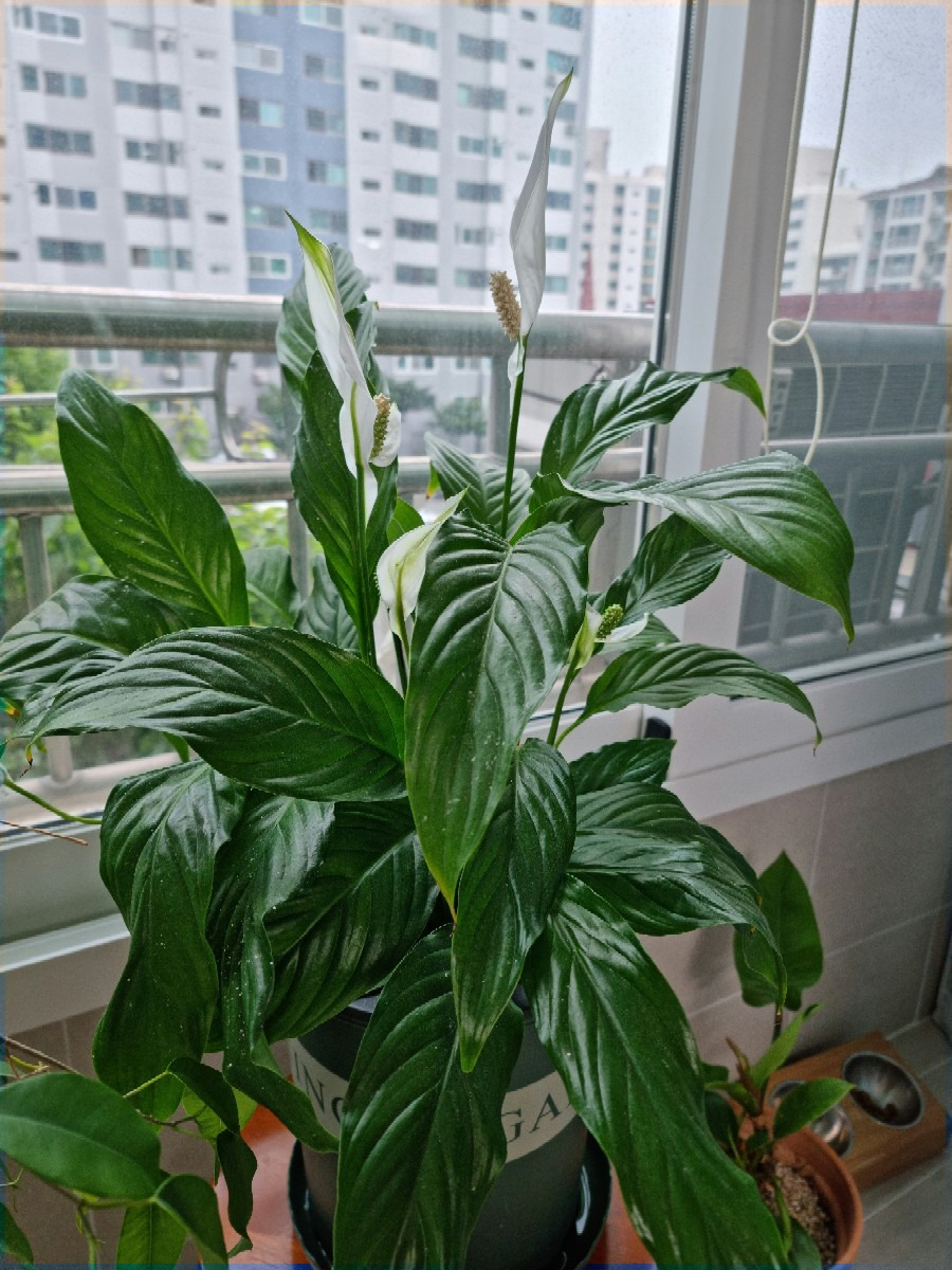 스파트필름 키우기