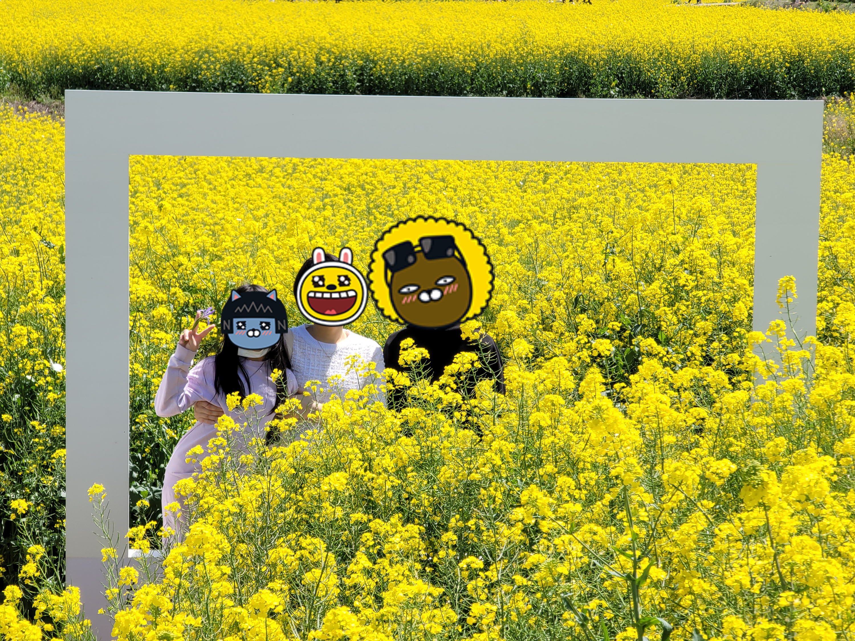 유채꽃 밭에서 가족 사진