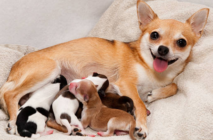 반려동물이 출산하는 꿈