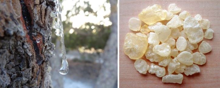 매스틱-매스틱검-효능