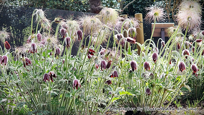 할미꽃, 백두옹(白頭翁) Pulsatilla Koreana
