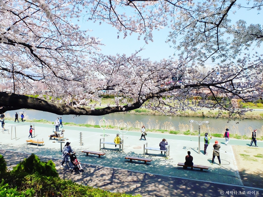 온천천벚꽃사진