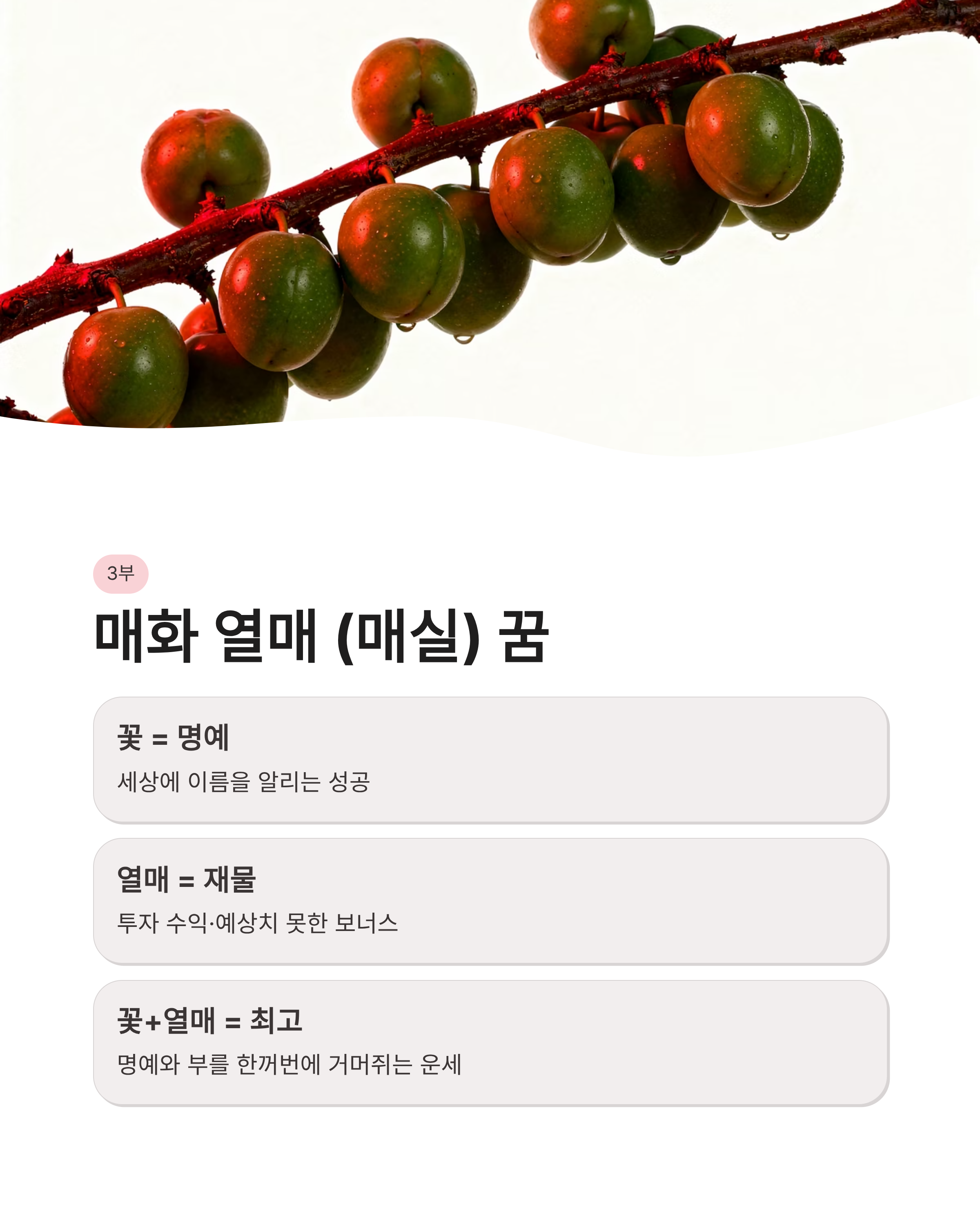 🌸 매화 꿈 해몽 , 하얀 매화꿈, 색깔별 매화꿈, 매화 태몽꿈 완벽정리