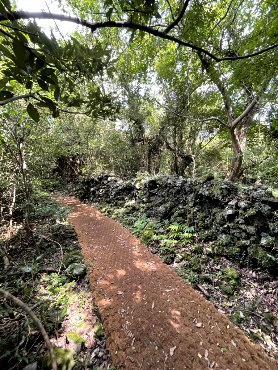 제주 곶자왈 도립공원 산책길