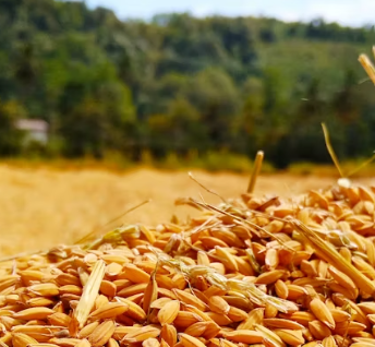 카무트 효소 부작용 분말 다이어트