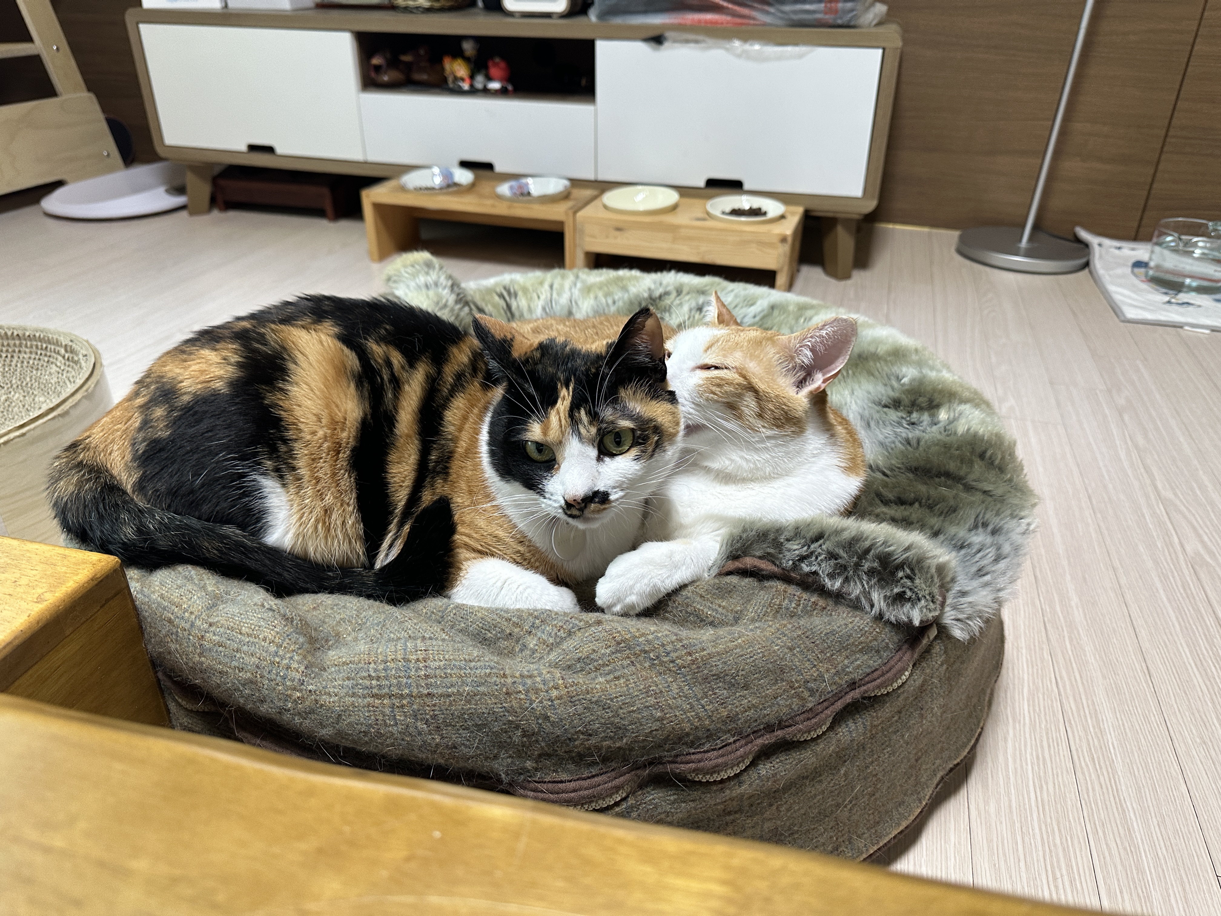 터래기방석 위치를 옮겼더니 고양이들이.. (feat. 방석에 폭 안겨 자는 치즈냥이 호야와 삼색이 다다)