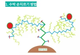 참외 순치기 순지르기 방법과 그림으로 쉽게 정리_4