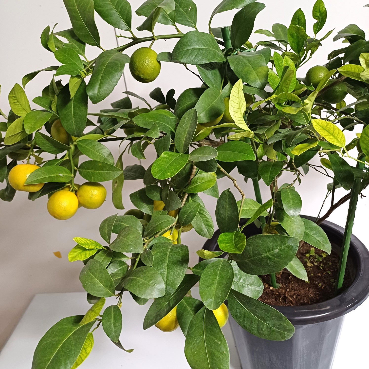 레몬나무 키우기