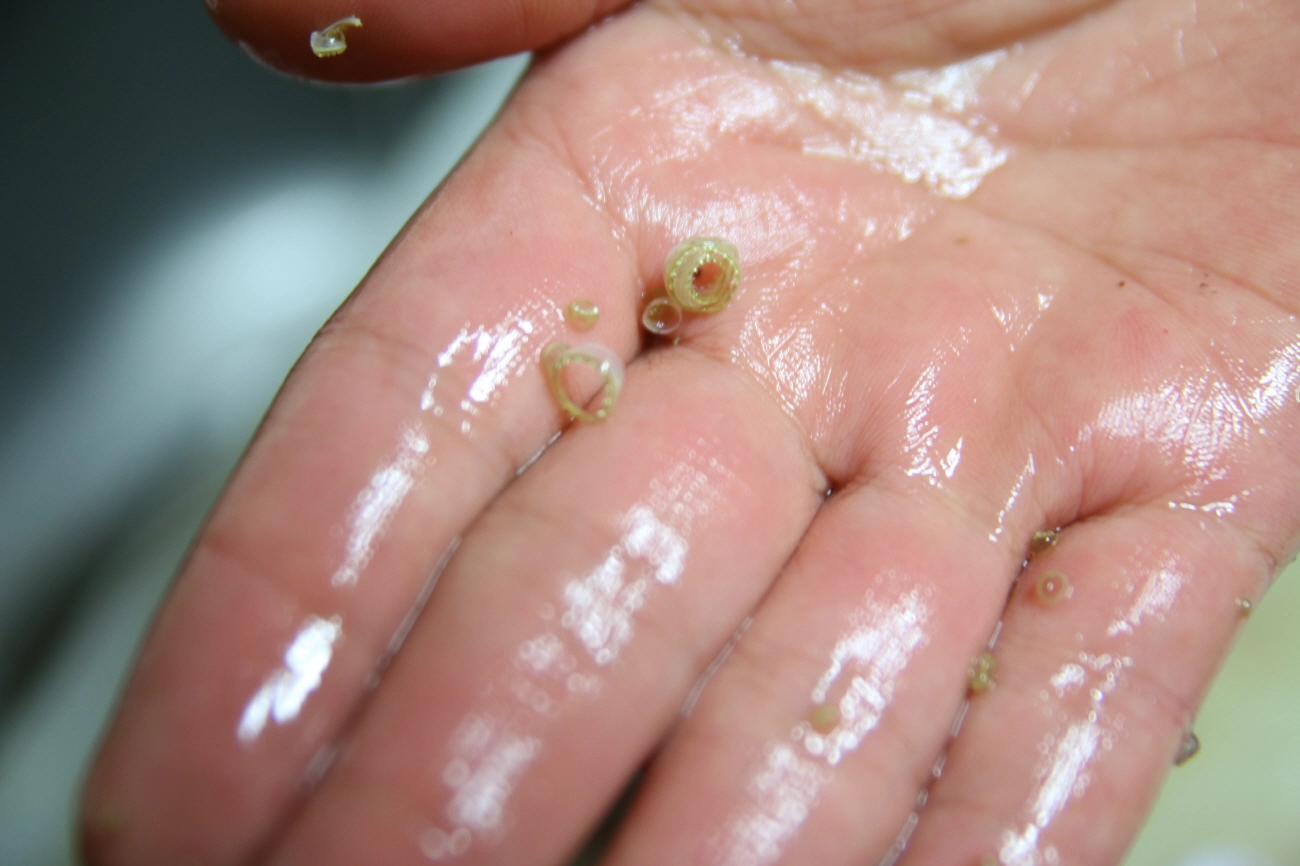 오징어 다리 빨판 손질 모습