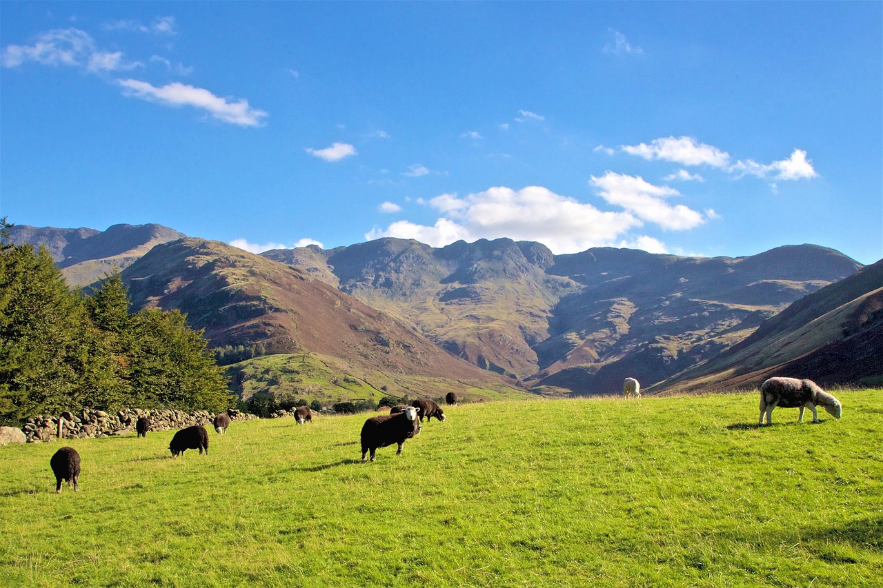 축산업 관련 이미지