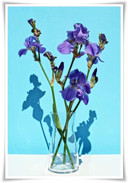 화초 &quot;붓꽃 키우기&quot; 아름다움과 놀라운 효능을 지닌 꽃 아이리스!