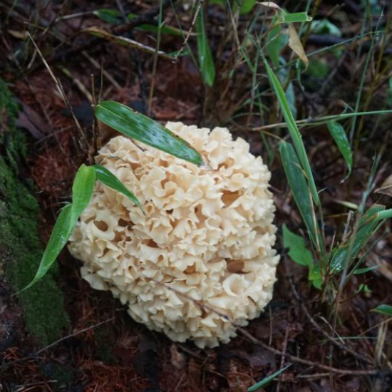 자연산 꽃송이 버섯 2